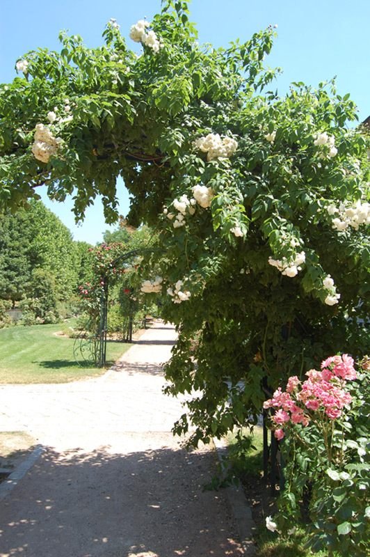 Rosier 'Aimée Vibert'