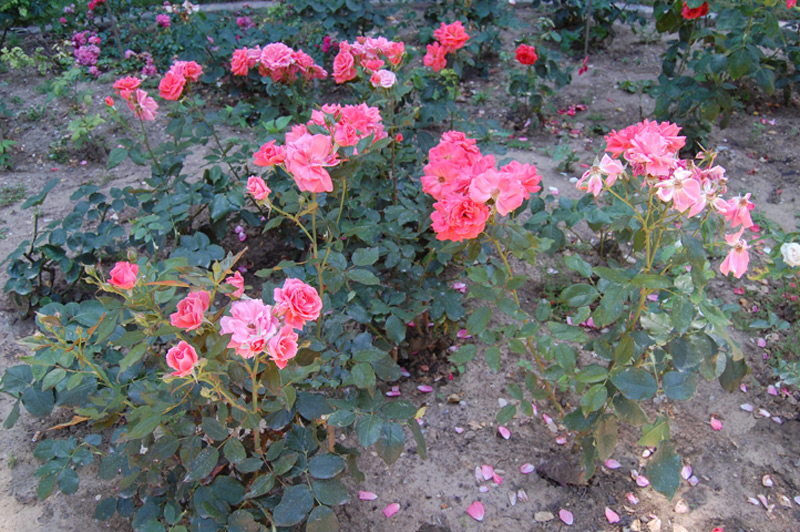 Rosier Blanche Comète 'Deloblan'