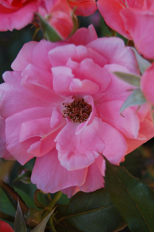 Rosier Blanche Comète 'Deloblan'