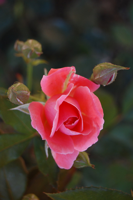 Rosier Blanche Comète 'Deloblan'