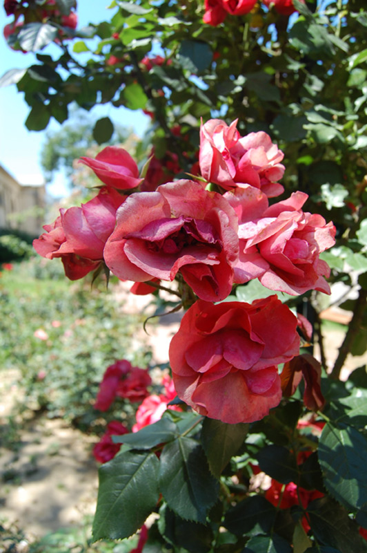 Rosier Cookie 'Meikousie'