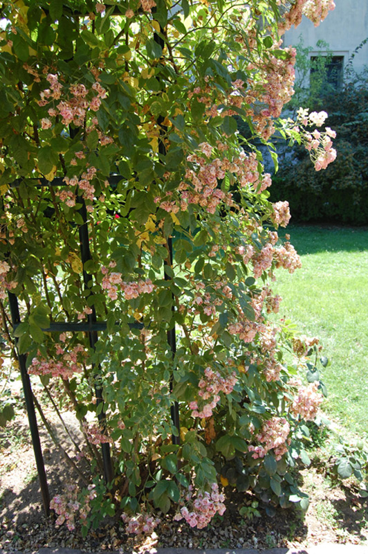 Rosier 'Mrs F.W. Flight'