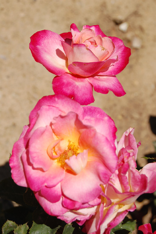 Rosier 'Starion' Dordeli