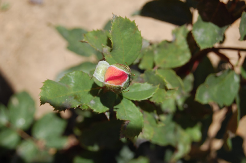 Rosier 'Starion' Dordeli