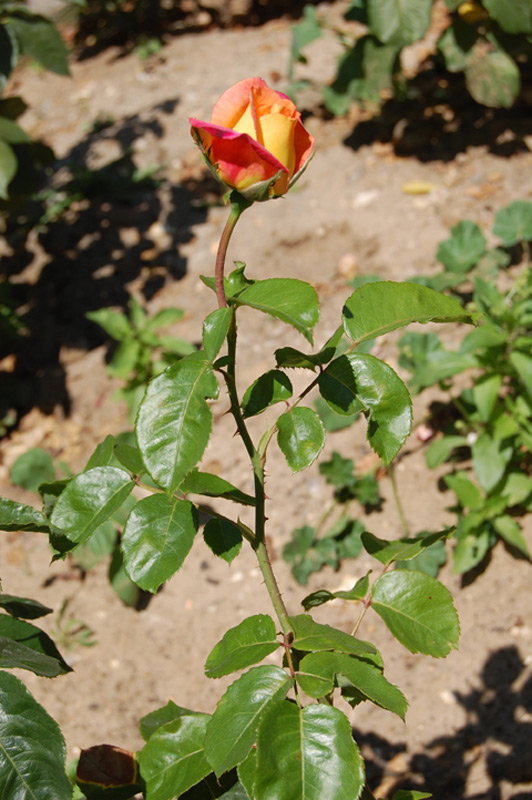 Rosier tige Paris d'Yves Saint Laurent 'Meivamo'