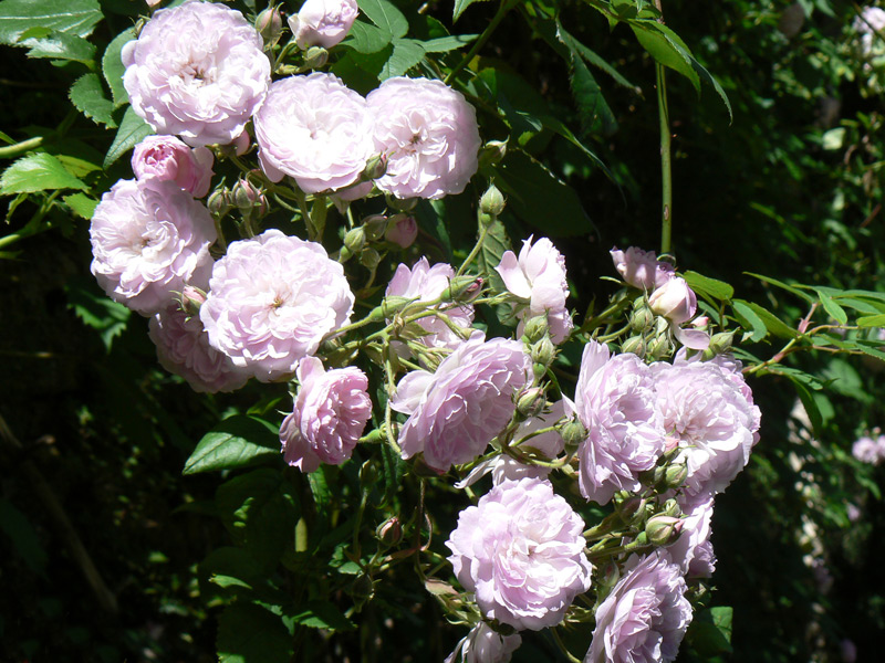 Rosier liane 'Paul's Himalayan Musk'