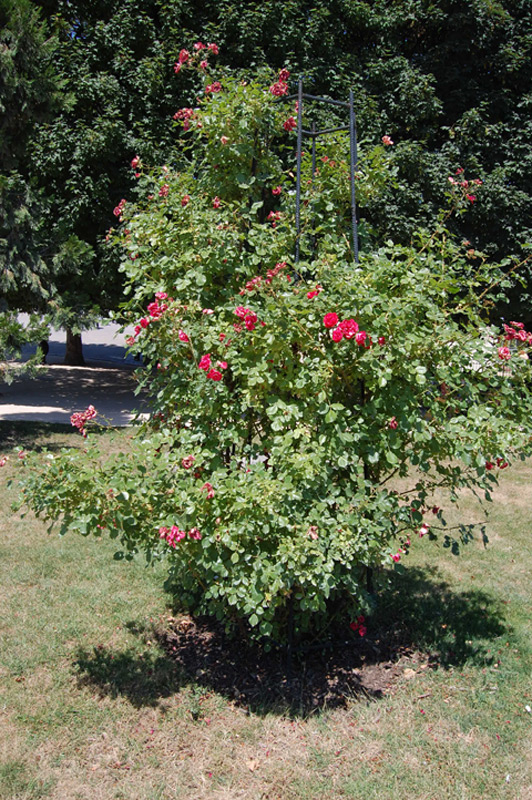 Rosier rouge grimpant 'Intervilles'