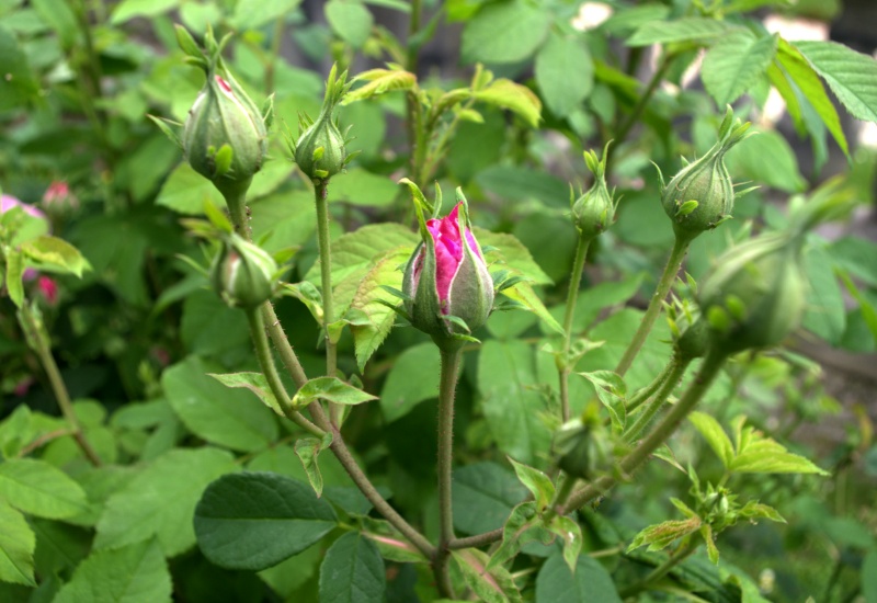 Rosier 'Pompon des princes'