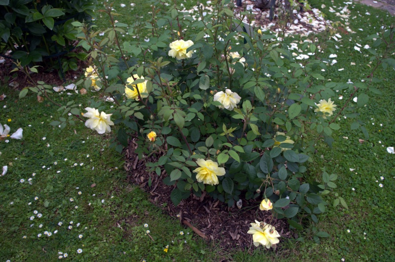 Rosier 'Winchester Cathedral'