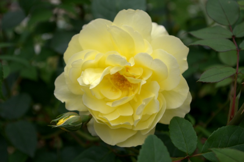 Rosier 'Winchester Cathedral'