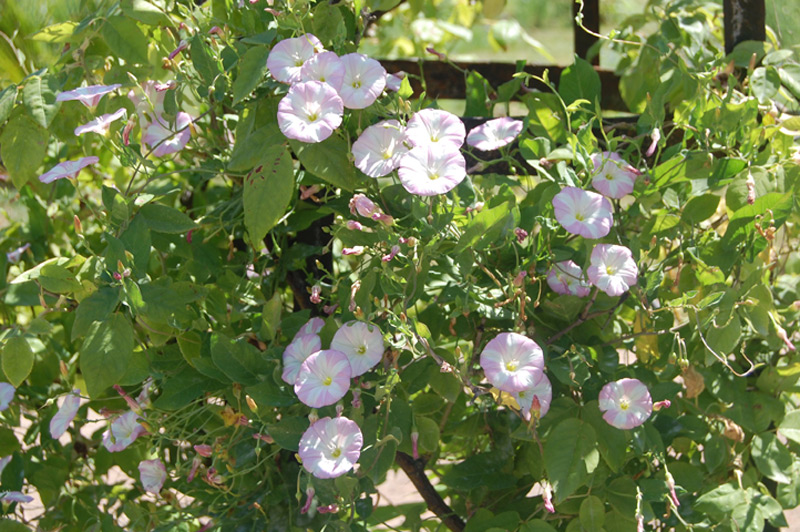 Rosier 'Zéphirine Drouhin'