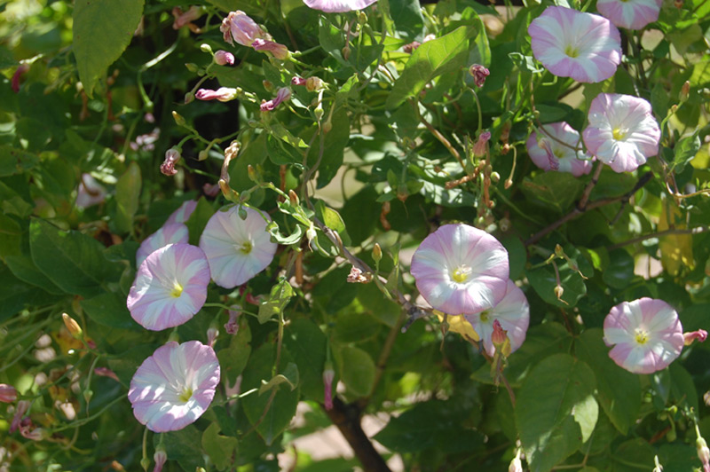 Rosier 'Zéphirine Drouhin'