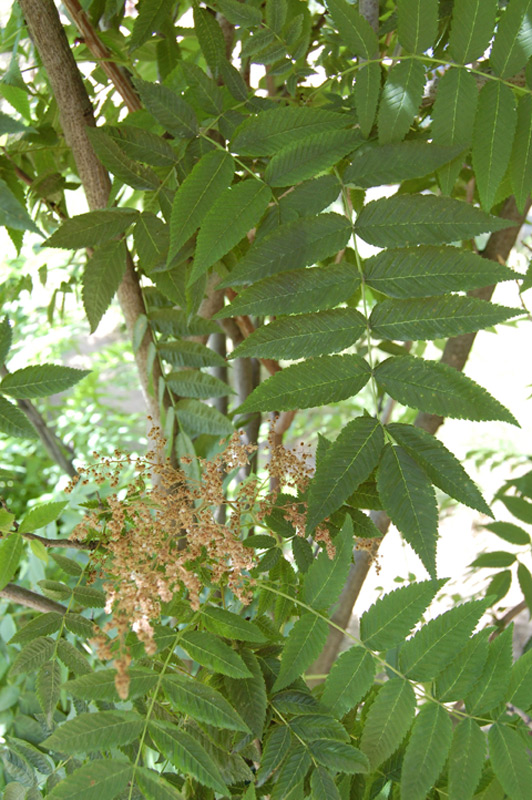 Sorbaire à feuilles de sorbier