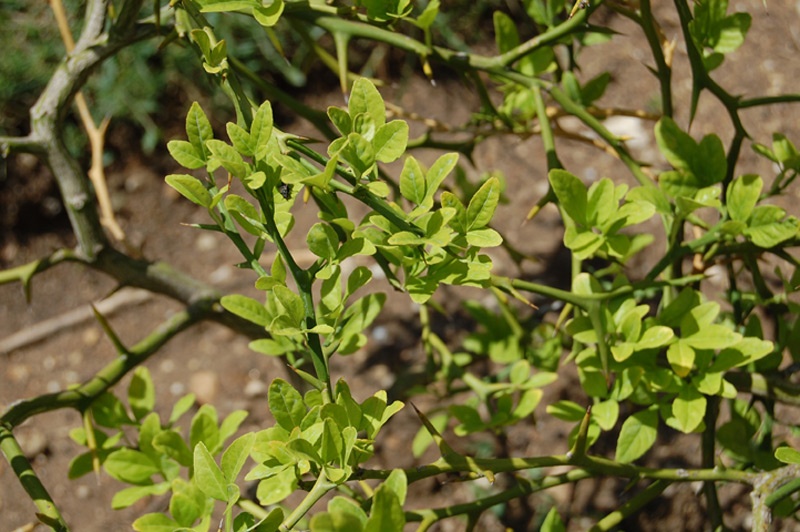 Oranger trifolié