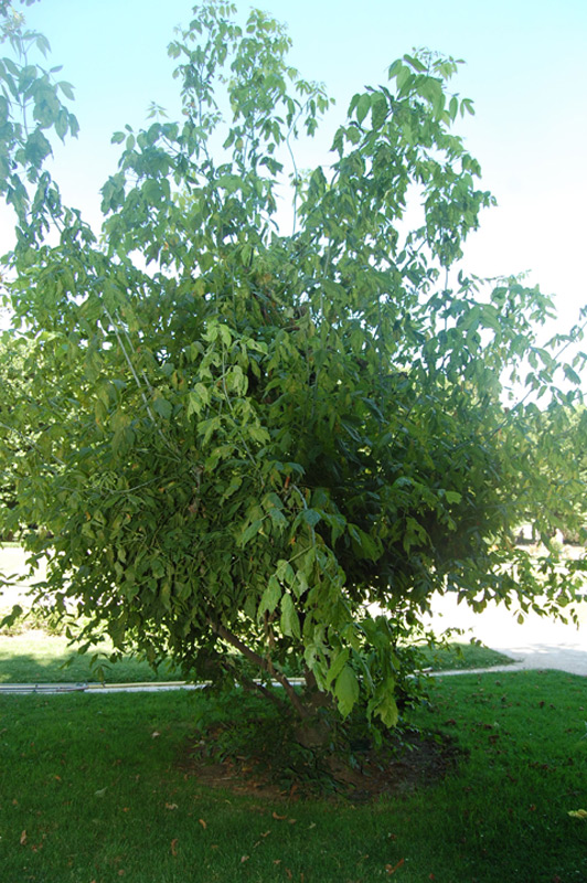 Erable à feuilles de frêne panaché