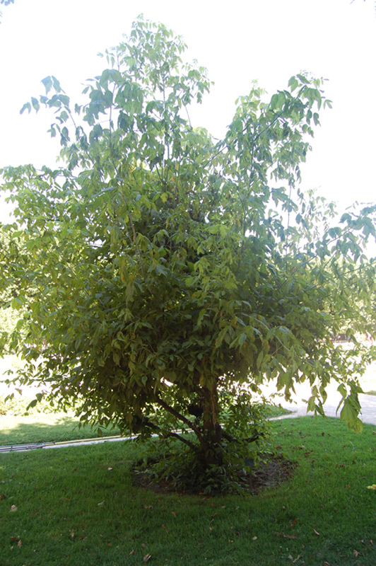 Erable à feuilles de frêne panaché