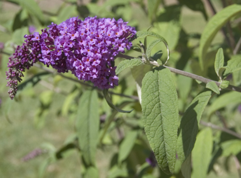 Buddleja du père David 'Summer Beauty'