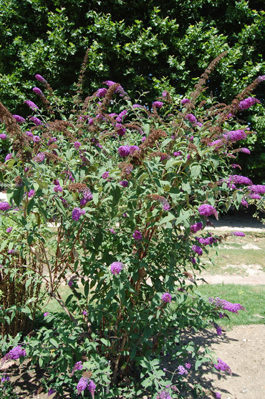Buddleja à feuilles de sauge