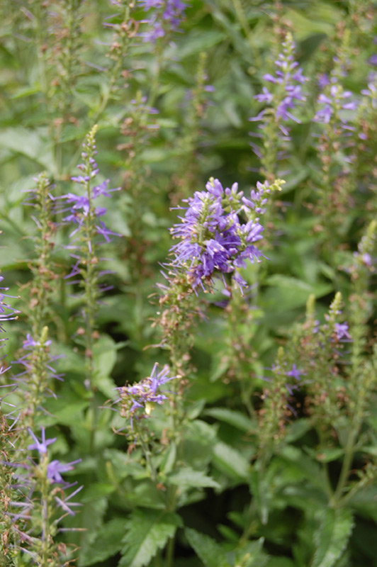 Véronique à longues feuilles