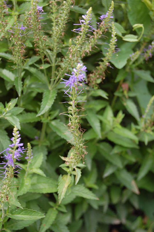 Véronique à longues feuilles