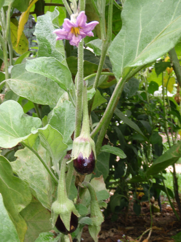 Aubergine