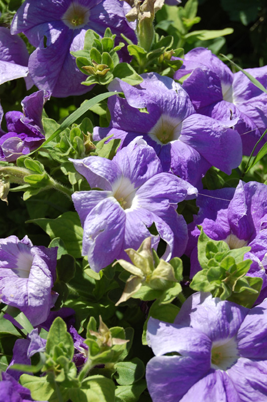 Pétunia 'Parade'