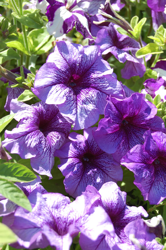 Pétunia à grandes fleurs 'Parade'