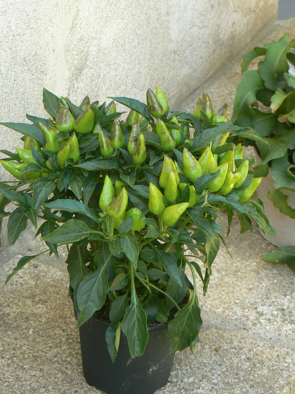 Piment annuel