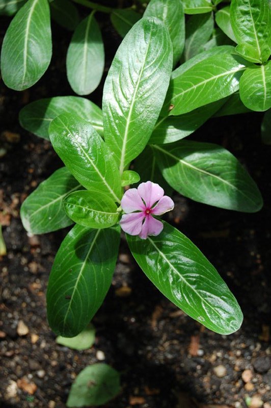 Pervenche de Madagascar