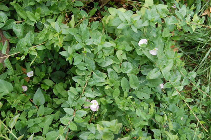 Pervenche intermédiaire