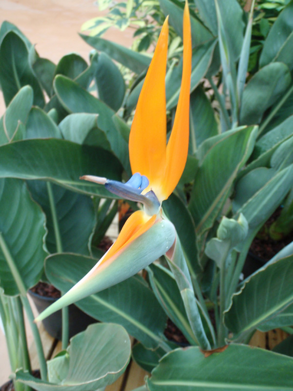 Strelitzia
