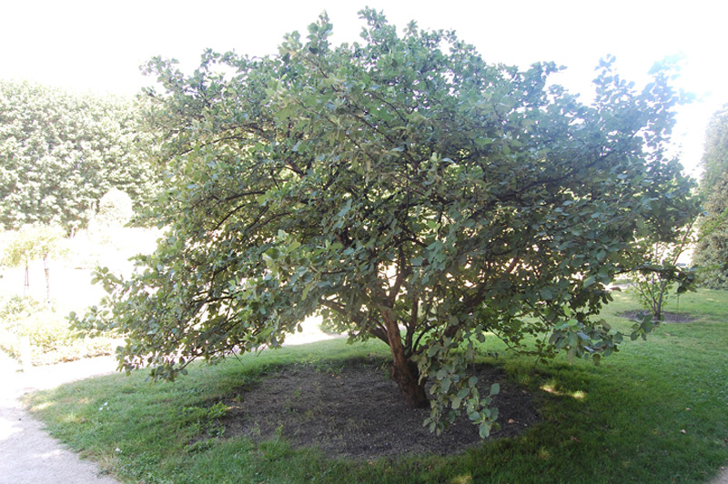 Aliboufier officinal
