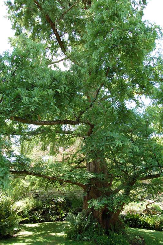 Metasequoïa de Chine