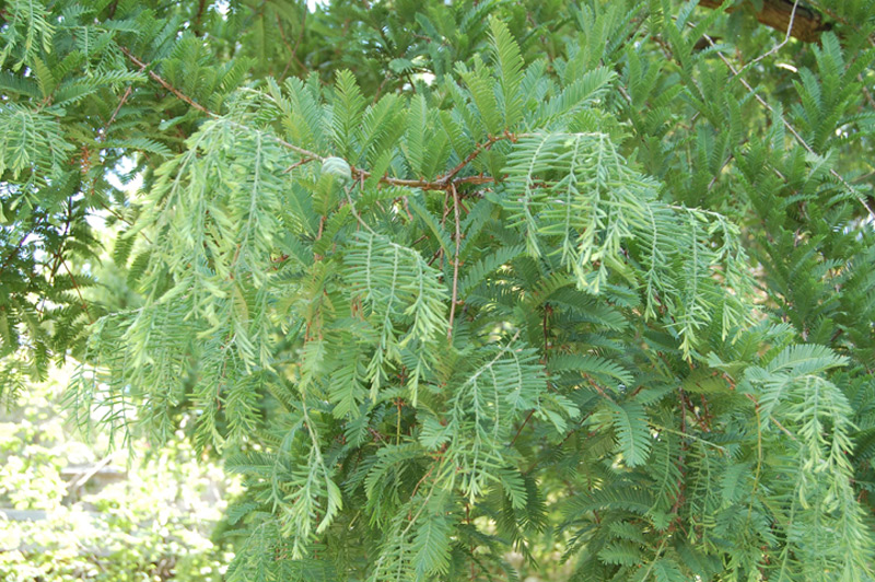 Metasequoïa de Chine