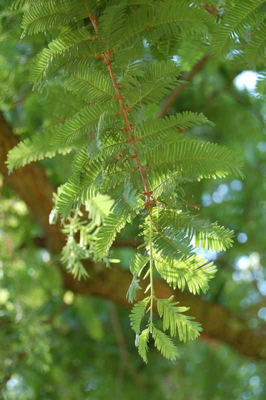 Metasequoïa de Chine