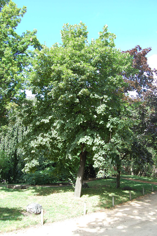 Tilleul à grandes feuilles