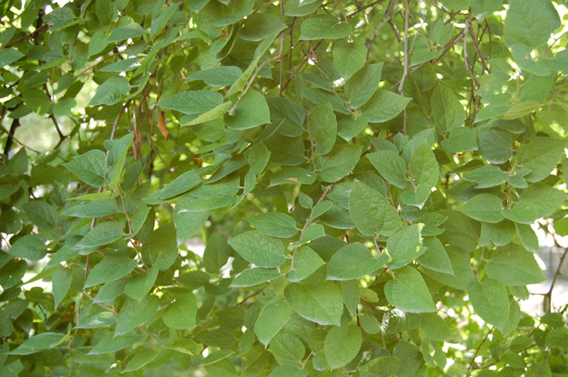 Micocoulier de Grèce