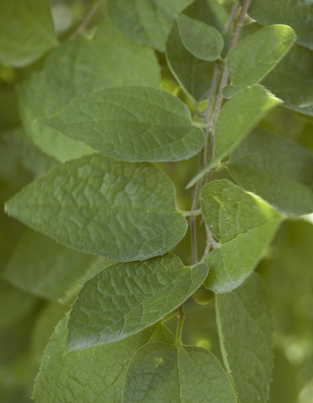 Micocoulier de Grèce