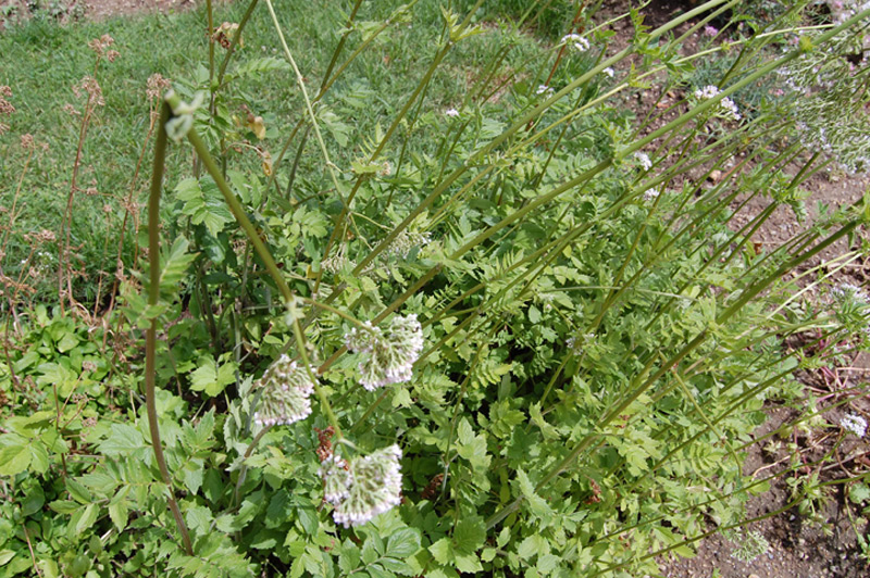 Valériane à feuilles de sureau