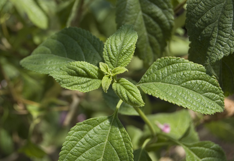 Lantanier 'Feston Rose'