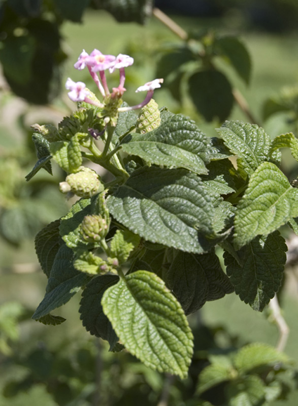 Lantanier 'Feston Rose'