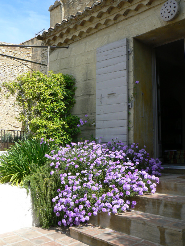 Verveine de Buenos Aires