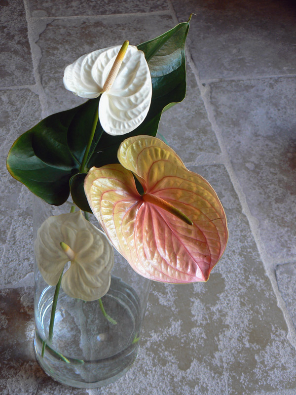 Anthurium