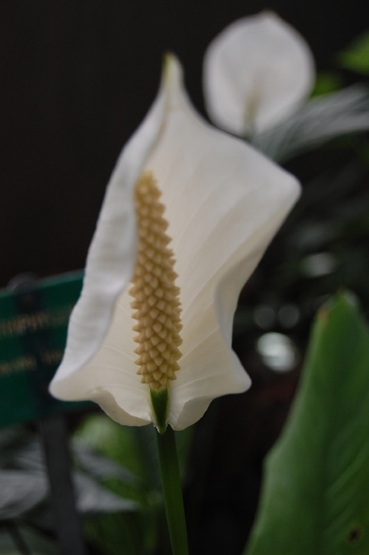 Fleur de lune 'Mauna Loa'