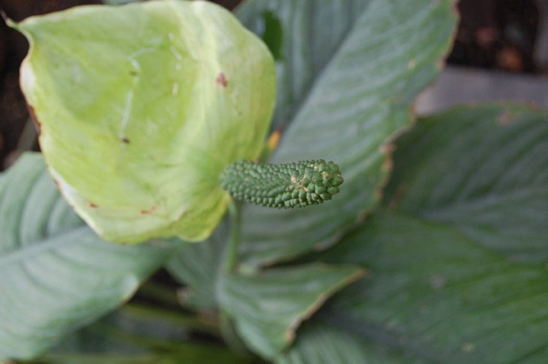 Fleur de lune 'Mauna Loa'