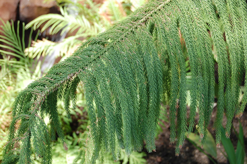 Araucaria subulata