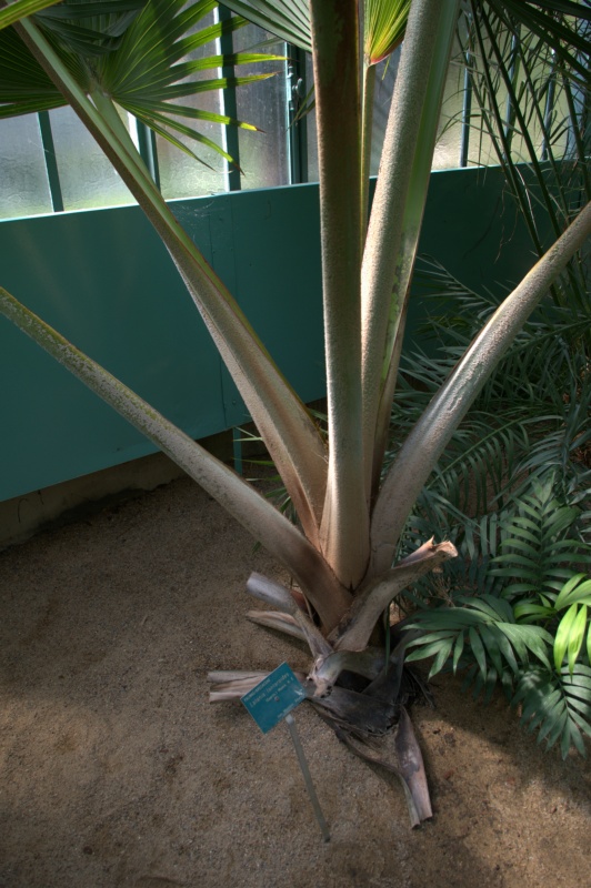 Latanier rouge, Latanier de la Réunion