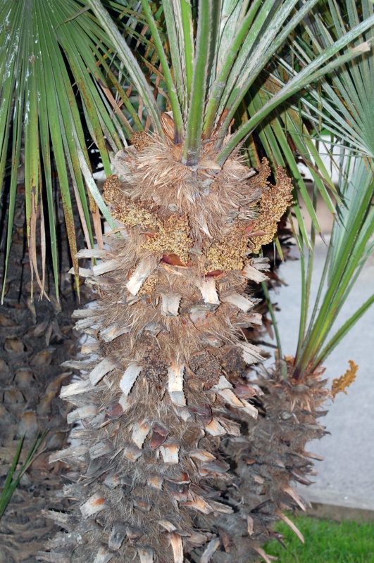 Palmier de Chine, Palmier à chanvre