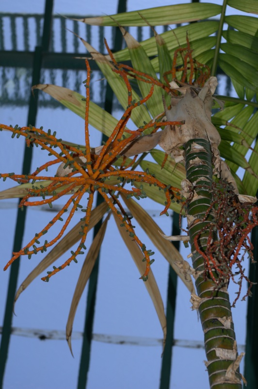 Palmier de Pacaya, Palmier de Tepejilote