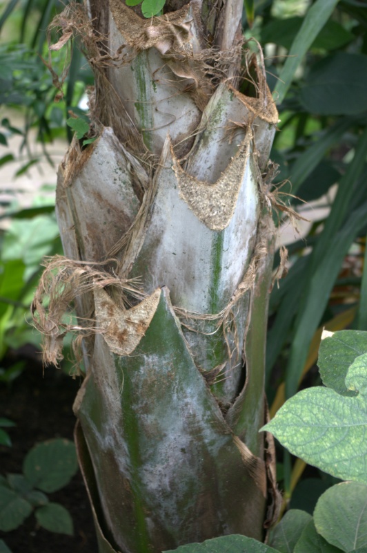 Palmier blaireau, Palmier de Nikau